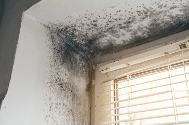 Affordable Mold Cleanup solutions in Colts Neck, NJ
